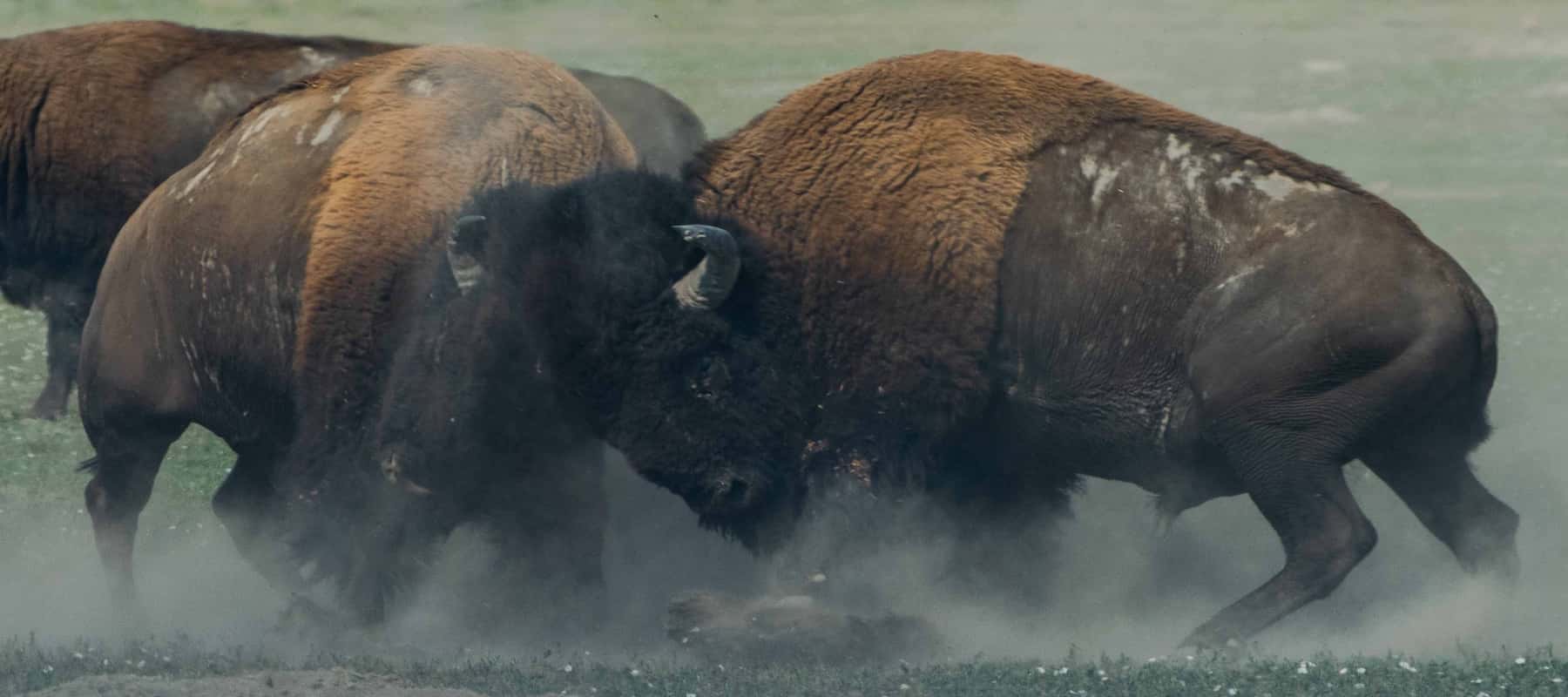 Två bisonoxar stångas i ett moln av damm