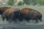 Två bisonoxar stångas i ett moln av damm